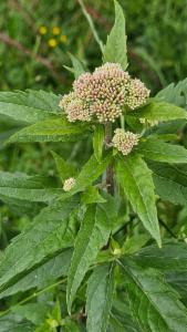 Click to view this image in a large viewer