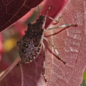 Click to view this image in a large viewer