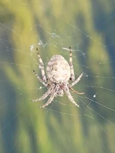 Click to view this image in a large viewer