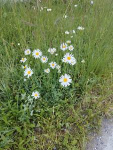 Click to view this image in a large viewer