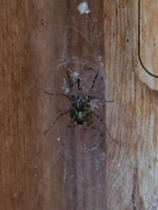 Click to view this image in a large viewer