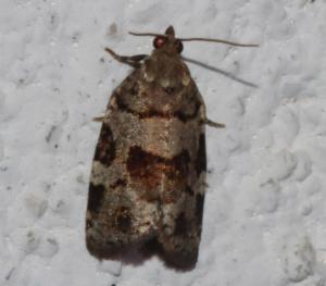 Click to view this image in a large viewer