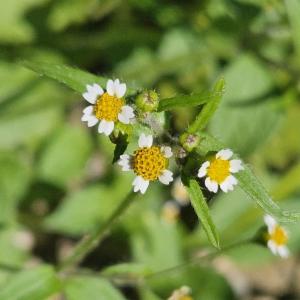 Click to view this image in a large viewer