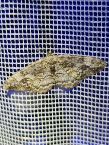 Click to view this image in a large viewer