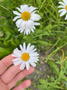 Click to view this image in a large viewer