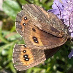 Click to view this image in a large viewer