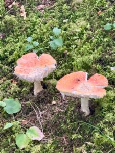 Click to view this image in a large viewer