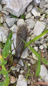 Click to view this image in a large viewer