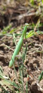 Click to view this image in a large viewer