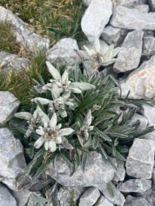 Click to view this image in a large viewer