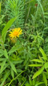 Click to view this image in a large viewer