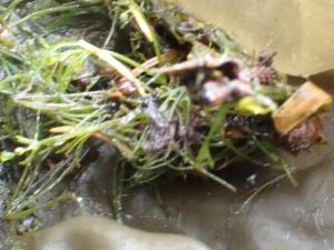 Click to view this image in a large viewer