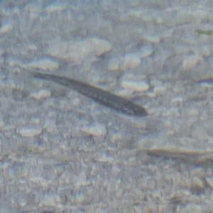 Click to view this image in a large viewer