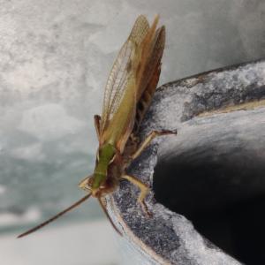 Click to view this image in a large viewer