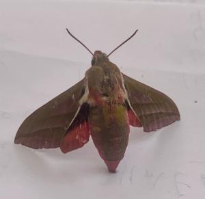 Click to view this image in a large viewer