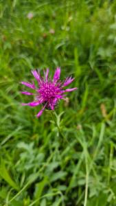 Click to view this image in a large viewer