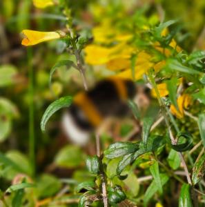 Click to view this image in a large viewer