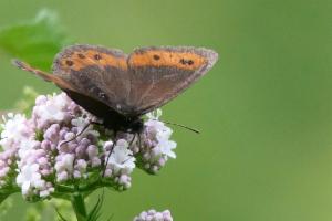 Click to view this image in a large viewer