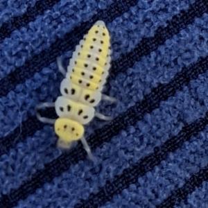 Click to view this image in a large viewer