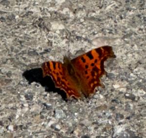 Click to view this image in a large viewer