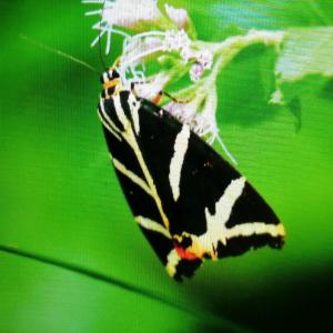 Click to view this image in a large viewer