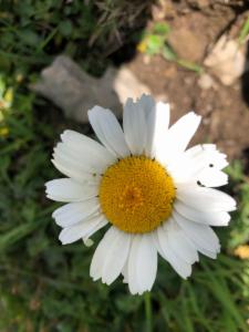 Click to view this image in a large viewer