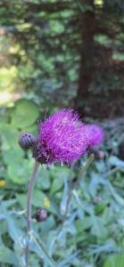 Click to view this image in a large viewer