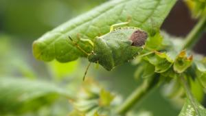 Click to view this image in a large viewer