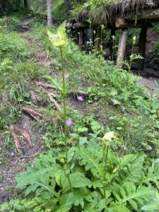 Click to view this image in a large viewer