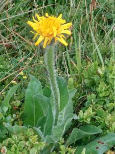 Click to view this image in a large viewer