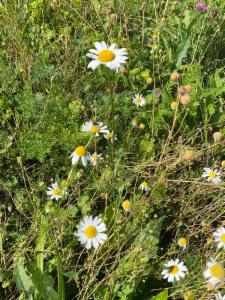 Click to view this image in a large viewer