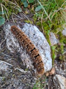 Click to view this image in a large viewer