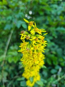 Click to view this image in a large viewer