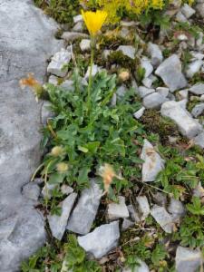 Click to view this image in a large viewer