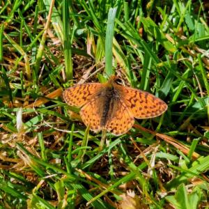 Click to view this image in a large viewer