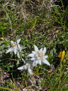 Click to view this image in a large viewer