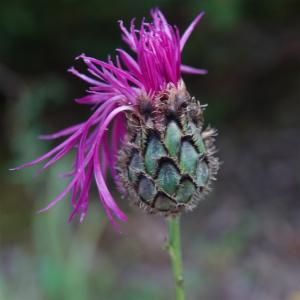 Click to view this image in a large viewer