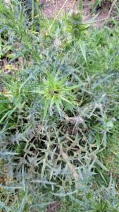 Click to view this image in a large viewer