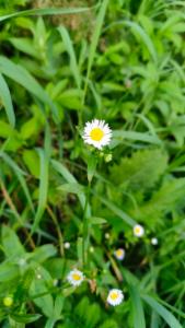 Click to view this image in a large viewer