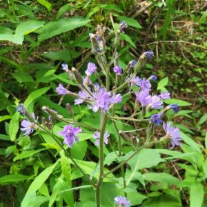 Click to view this image in a large viewer