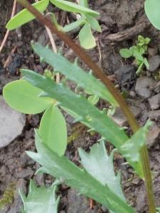 Click to view this image in a large viewer