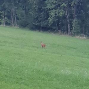 Click to view this image in a large viewer