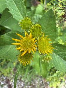 Click to view this image in a large viewer