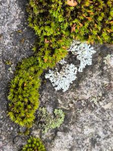 Click to view this image in a large viewer