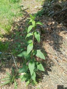 Click to view this image in a large viewer