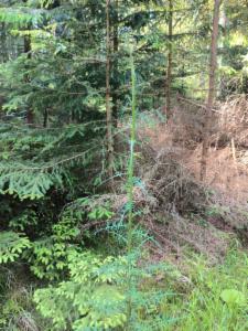 Click to view this image in a large viewer