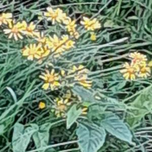 Click to view this image in a large viewer