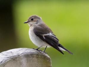 Click to view this image in a large viewer