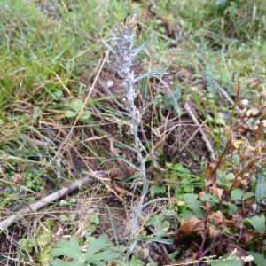 Click to view this image in a large viewer