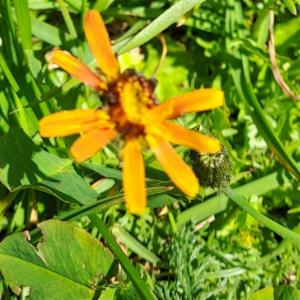 Click to view this image in a large viewer